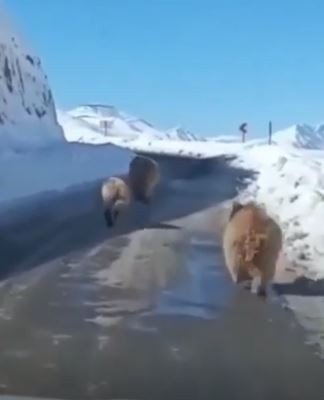 Tunceli’de Kış Uykusundan Erken Uyanmış Boz Ayılar Görüntülendi
