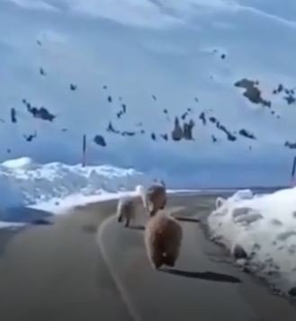 Tunceli’de Kış Uykusundan Erken Uyanmış Boz Ayılar Görüntülendi