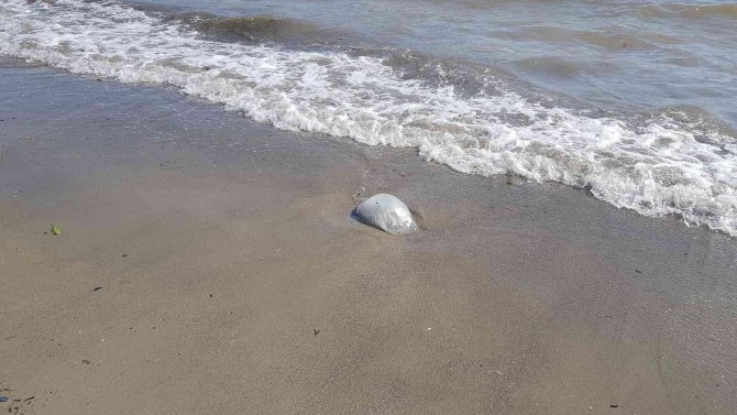 Alanya’da Ağırlığı 2 İle 5 Kilogram Arasındaki Deniz Anaları Sahile Vurdu