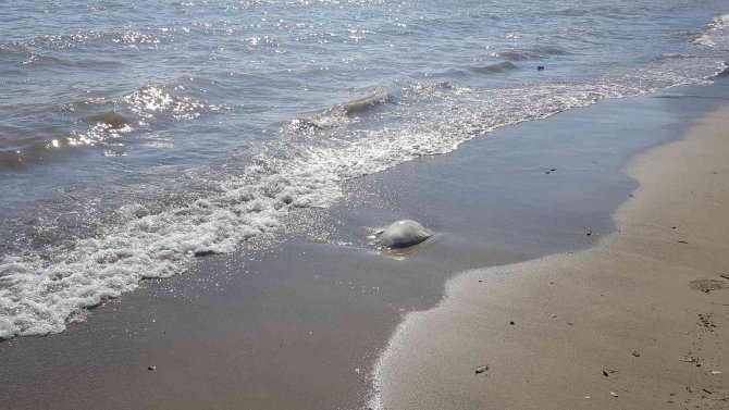 Alanya’da Ağırlığı 2 İle 5 Kilogram Arasındaki Deniz Anaları Sahile Vurdu
