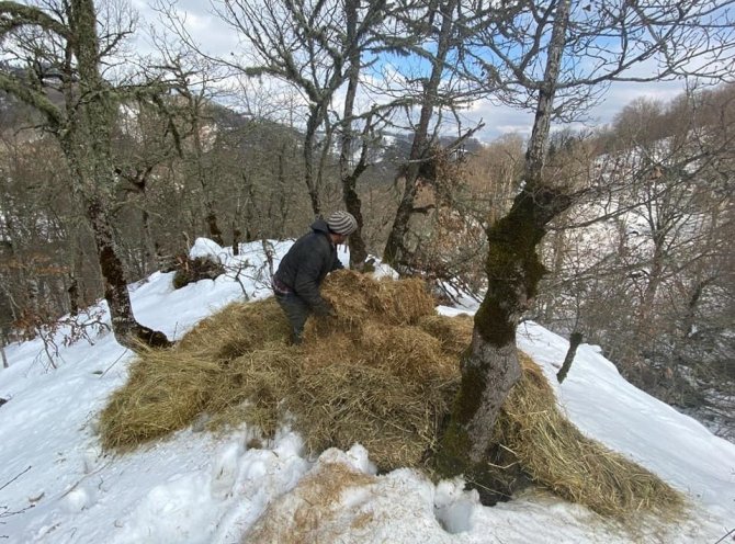 Karlar Altındaki Ormanlarda Yabani Hayanlar Unutulmadı