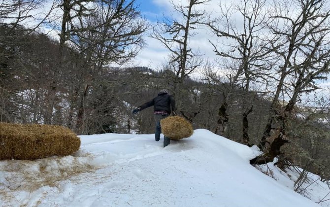 Karlar Altındaki Ormanlarda Yabani Hayanlar Unutulmadı