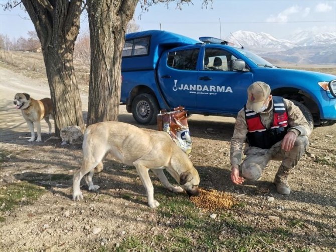 Jandarmadan Sokak Hayvanlarına Mama Desteği