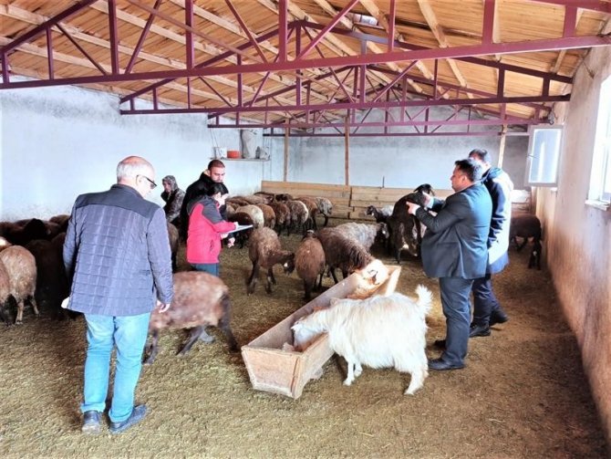 Iğdır’daki Küçükbaş Hayvan Tespiti Yapılıyor