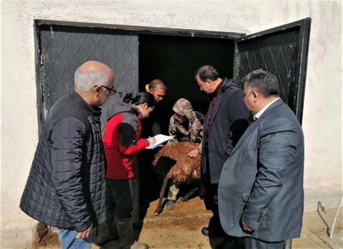 Iğdır’daki Küçükbaş Hayvan Tespiti Yapılıyor