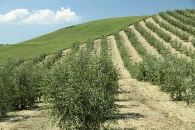 Türkiye’de İ̇spanyol Zeytin Çeşitlerine İlgi Artıyor