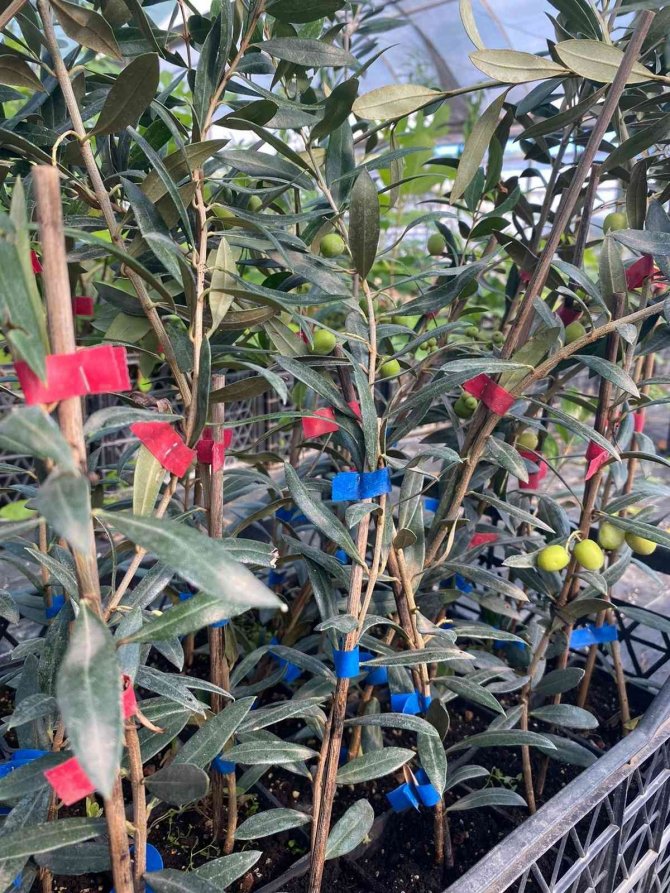 Türkiye’de İ̇spanyol Zeytin Çeşitlerine İlgi Artıyor