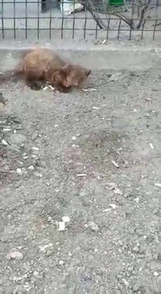 Karabük’te Vizonu Gören Cep Telefonuna Sarıldı