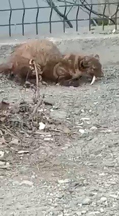 Karabük’te Vizonu Gören Cep Telefonuna Sarıldı