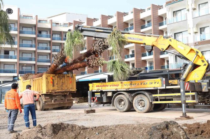Marmaris’te Sahili Palmiyeler Kaplayacak