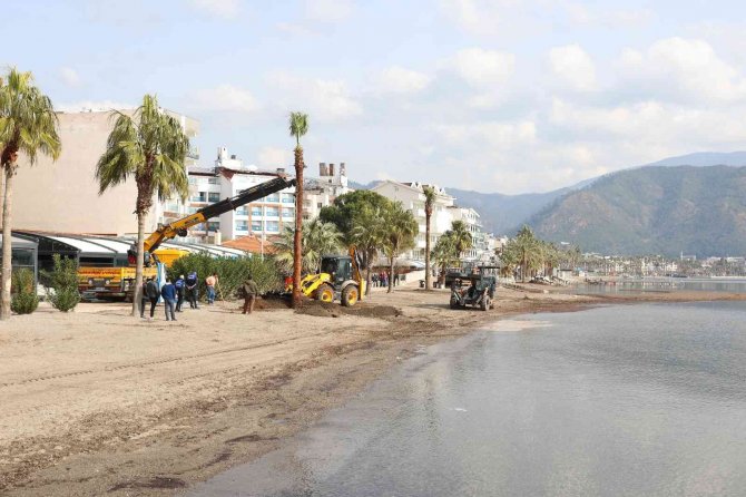 Marmaris’te Sahili Palmiyeler Kaplayacak