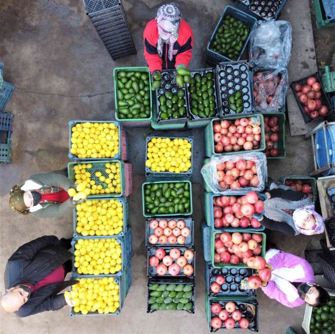 Mersin’den Avrupa’ya Nar, Limon Ve Avokado İhracatı