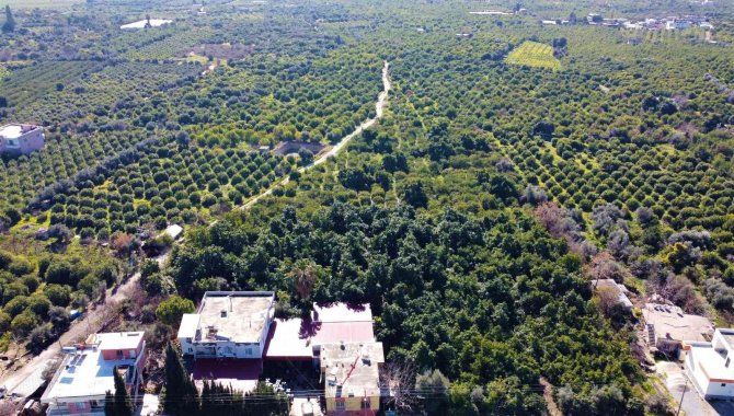 Mersin’den Avrupa’ya Nar, Limon Ve Avokado İhracatı