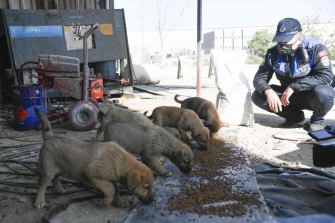 Adana’da Sokak Hayvanları Unutulmadı