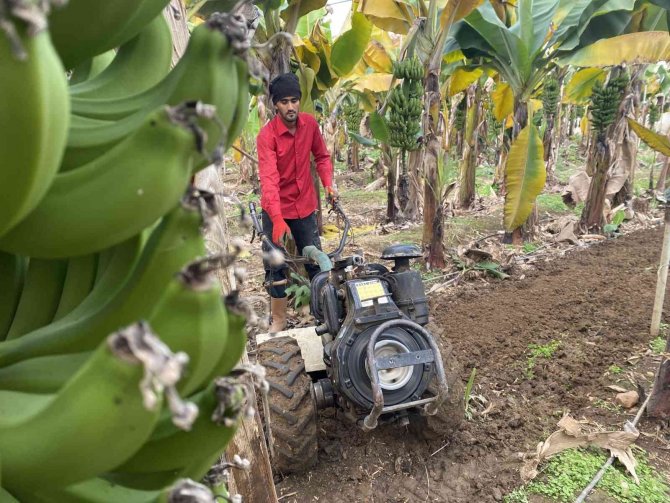 Muz Seralarına Yeni Sezon Hazırlık Çalışmaları Başladı