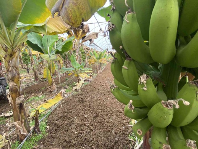 Muz Seralarına Yeni Sezon Hazırlık Çalışmaları Başladı