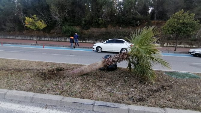 Otomobilin Palmiye Ağacına Çarparak Durduğu Kazada 2 Kişi Yaralandı