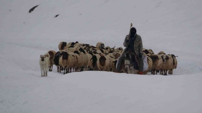 Koruma Altındaki Norduz Koyununun Kartpostallık Görüntüleri