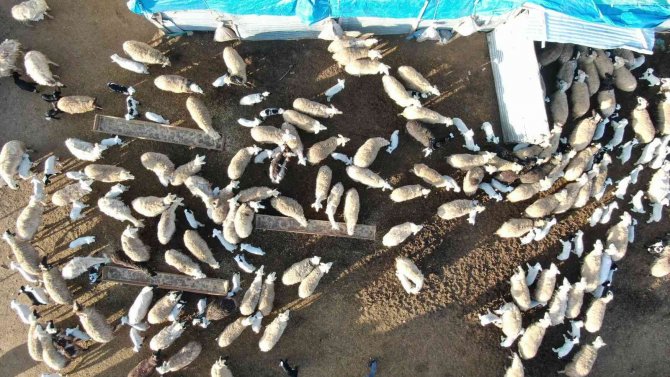 Elazığ’da Kuzuların Anneleriyle Muhteşem Buluşması