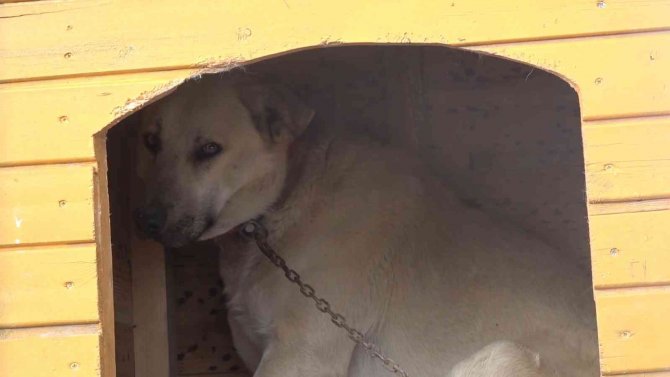 Boynu Çöp Kovasının Demir Halkasına Sıkışan Köpek Kurtarıldı
