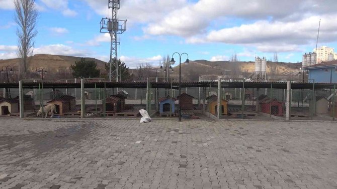 Boynu Çöp Kovasının Demir Halkasına Sıkışan Köpek Kurtarıldı