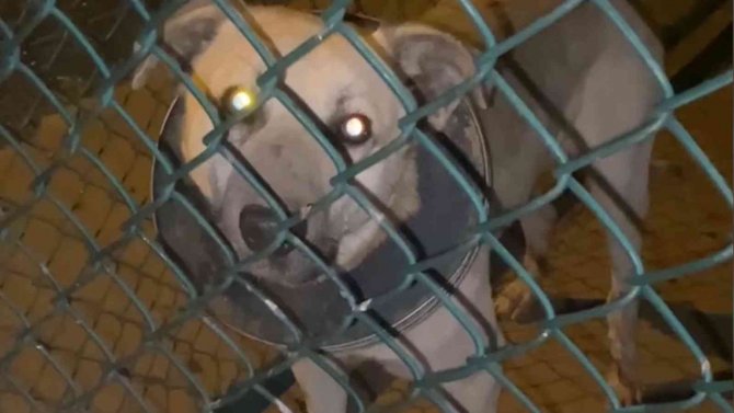 Boynu Çöp Kovasının Demir Halkasına Sıkışan Köpek Kurtarıldı