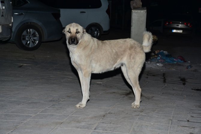 Mardin’de Vatandaşlara Saldıran Köpek Kuduz Çıktı, Mahalle Karantinaya Alındı