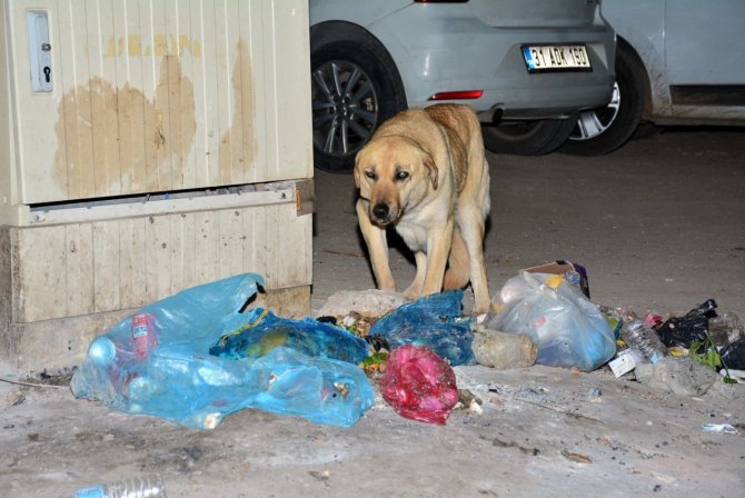 Mardin’de Vatandaşlara Saldıran Köpek Kuduz Çıktı, Mahalle Karantinaya Alındı
