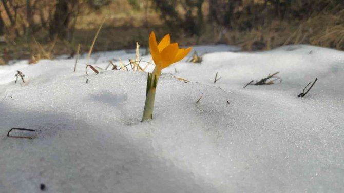 Simav Gölcük Yaylası, Baharın Müjdecisi Çiğdemlerle Renklendi