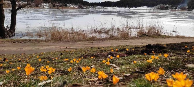 Simav Gölcük Yaylası, Baharın Müjdecisi Çiğdemlerle Renklendi
