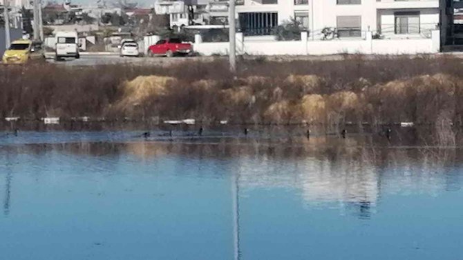 Yağmurla Oluşan Gölcükler Göçmen Kuşları Sevindirdi