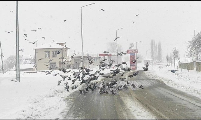 Un Fabrikası Çatısında Yüzlerce Güvercini Besliyorlar