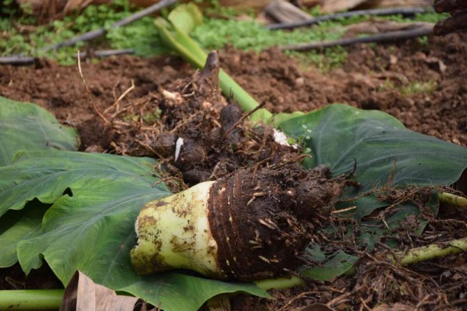 Muz Üreticisi Kilosu 10 Tl’ye Alıcı Bulan Gölevezi Yetiştirip Ticaretini Yapacak