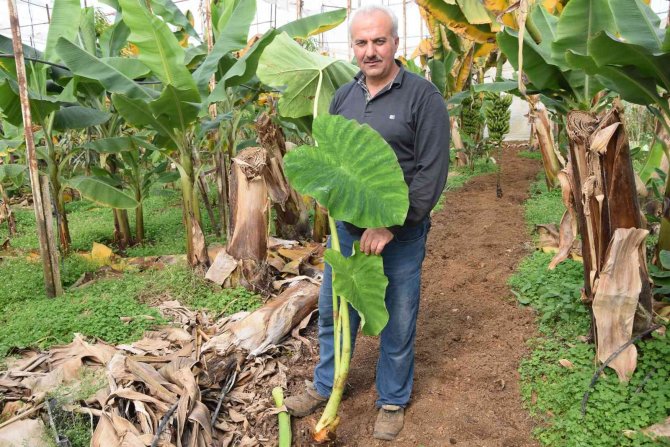 Muz Üreticisi Kilosu 10 Tl’ye Alıcı Bulan Gölevezi Yetiştirip Ticaretini Yapacak