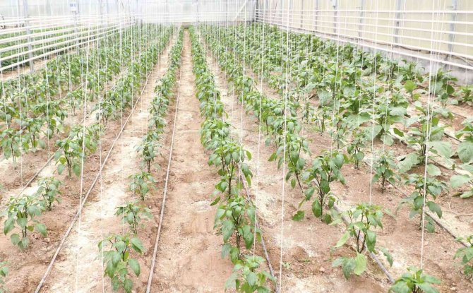 Aydın Büyükşehir’in Seralarında Ata Tohumları’yla Üretim Devam Ediyor