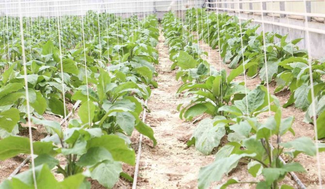 Aydın Büyükşehir’in Seralarında Ata Tohumları’yla Üretim Devam Ediyor