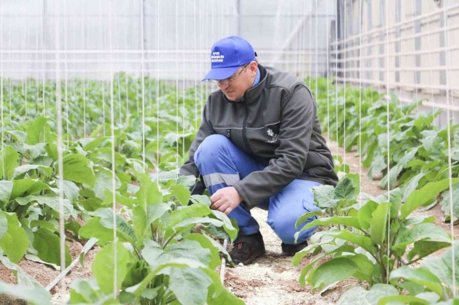 Aydın Büyükşehir’in Seralarında Ata Tohumları’yla Üretim Devam Ediyor