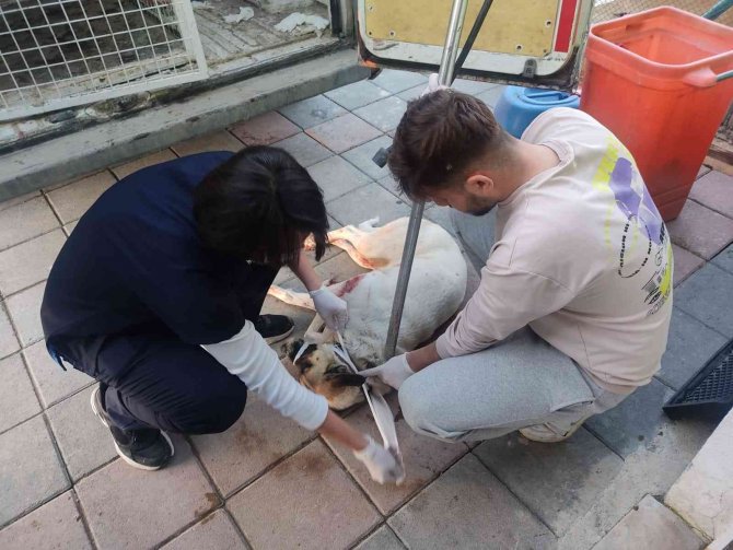 Kümesteki Hayvanlarına Saldıran Köpeği Tüfekle Yaraladı