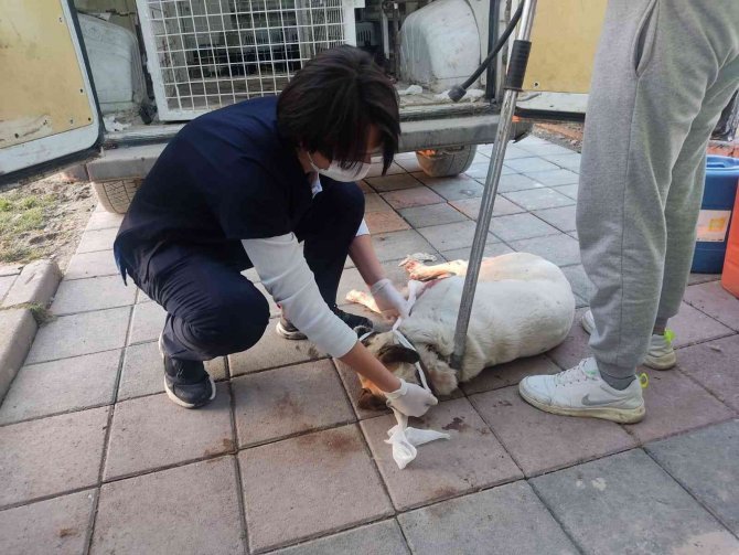 Kümesteki Hayvanlarına Saldıran Köpeği Tüfekle Yaraladı