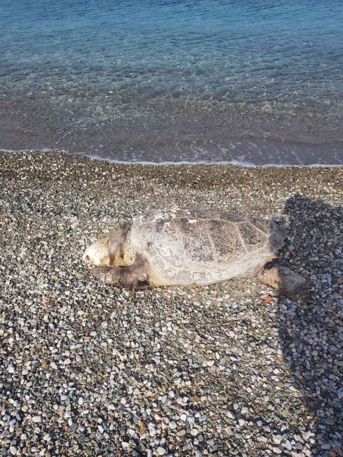 Bodrum’da Ölü Deniz Kaplumbağası Sahile Vurdu