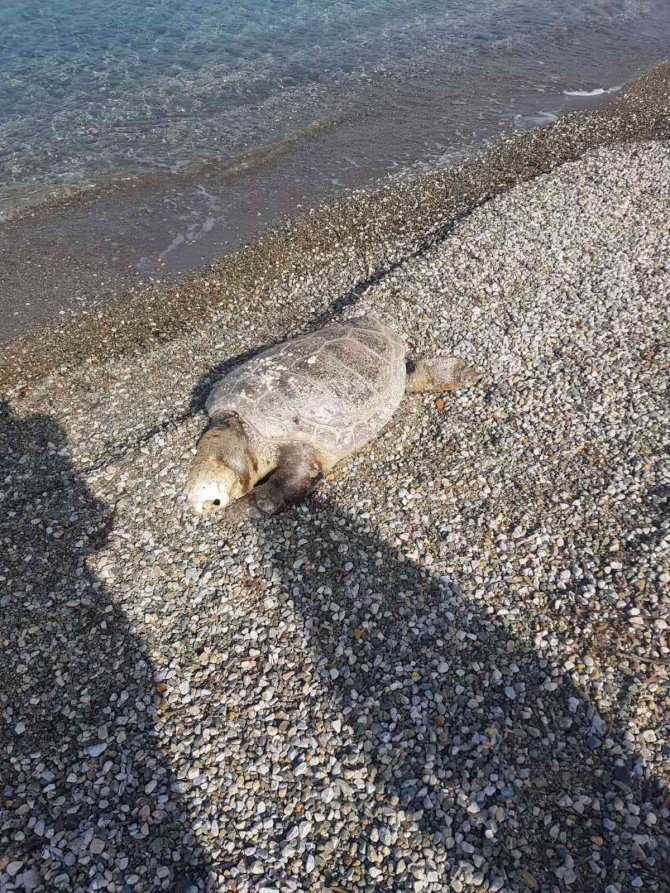 Bodrum’da Ölü Deniz Kaplumbağası Sahile Vurdu