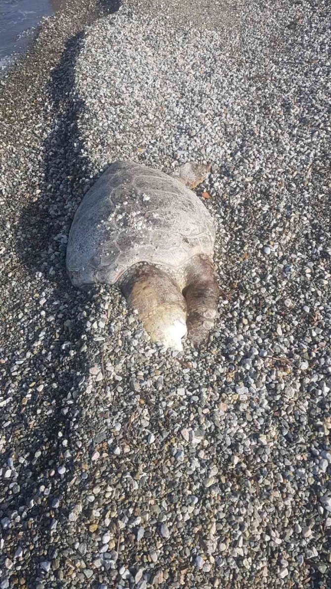 Bodrum’da Ölü Deniz Kaplumbağası Sahile Vurdu