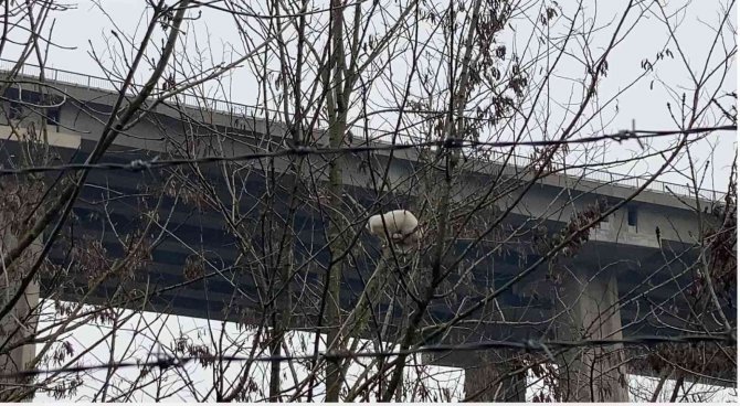 Ağaçta Mahsur Kalan Kediyi İtfaiye Ekipleri Kurtardı