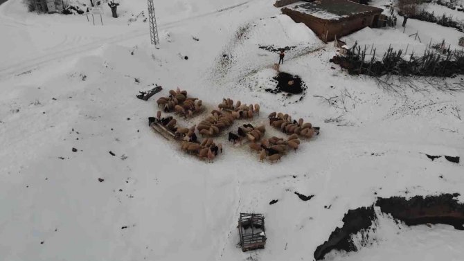 Küçükbaş Hayvan Yetiştiren Köylülere Yüzde 100 Hibe İle Yem Desteği