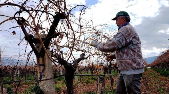 Manisa’ya Erken Gelen Bahar Üzüm Üreticilerini Endişelendirdi