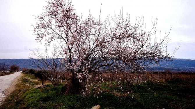 Manisa’ya Erken Gelen Bahar Üzüm Üreticilerini Endişelendirdi