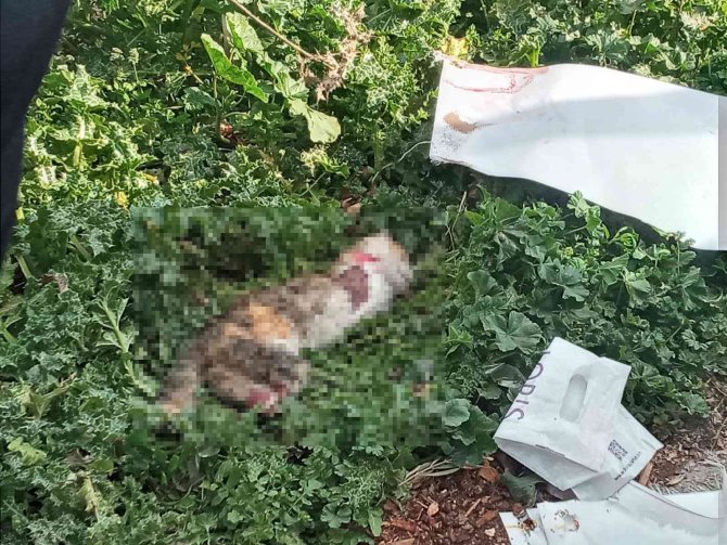 Turgutlu’da Yine Kedi Vahşeti