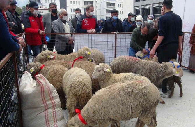 Yangın Mağduru Kadın Üreticilere 10 Bin Koyun