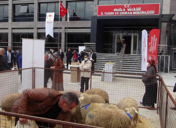 Yangın Mağduru Kadın Üreticilere 10 Bin Koyun