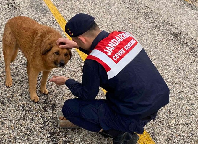 Can Dostlara Jandarma Şefkati
